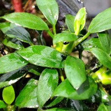 Анубіас Панголіно (Anubias "Pangolino")